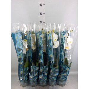 Phalaenopsis   ...white