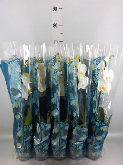 <h4>Phalaenopsis   ...white</h4>