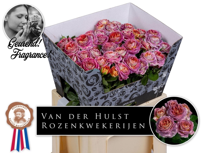 <h4>ROSA TR 'MAGIC STRIKE'</h4>