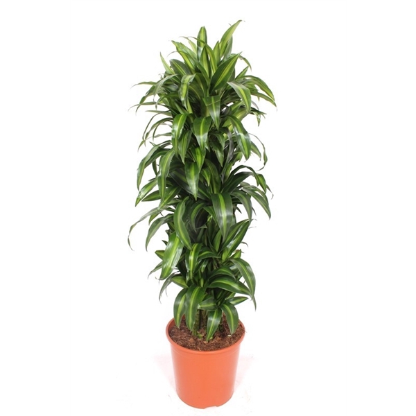 <h4>Dracaena Hawaiian Sunshine</h4>