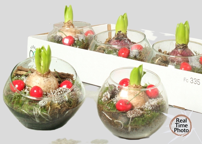 <h4>ARR HYACINTH</h4>