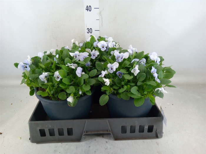 <h4>Viola corn. 'Evo Mini Marina'</h4>