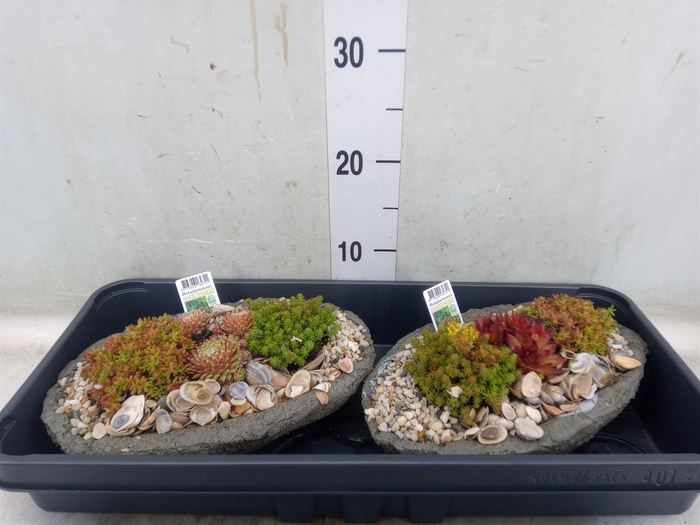 <h4>Arr.   Tuinplanten L%</h4>