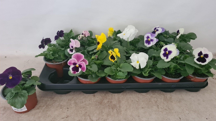 <h4>Viola F1 gemengd</h4>