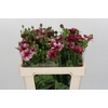 Ranunculus Magical Raspberry