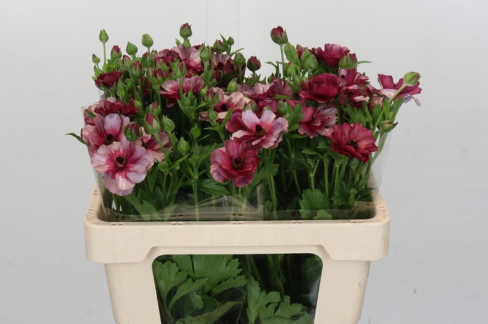Ranunculus Magical Raspberry