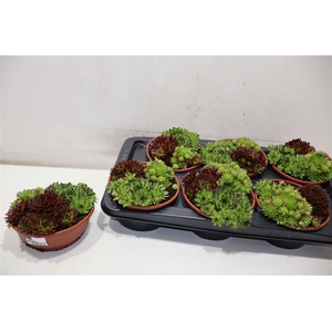 Semp Gem In Pot