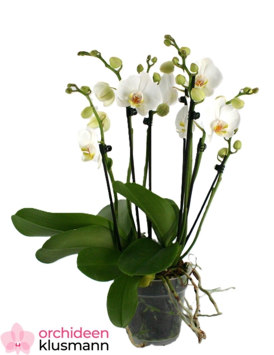 PHAL OV WIT
