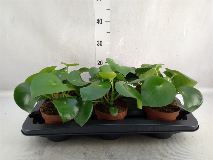 <h4>Peperomia polybotrya 'Raindrop'</h4>