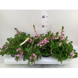 Scaevola aemula   ...