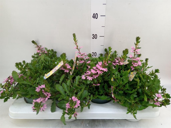 <h4>Scaevola aemula   ...</h4>