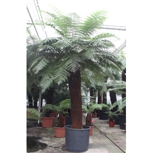 Dicksonia antarctica