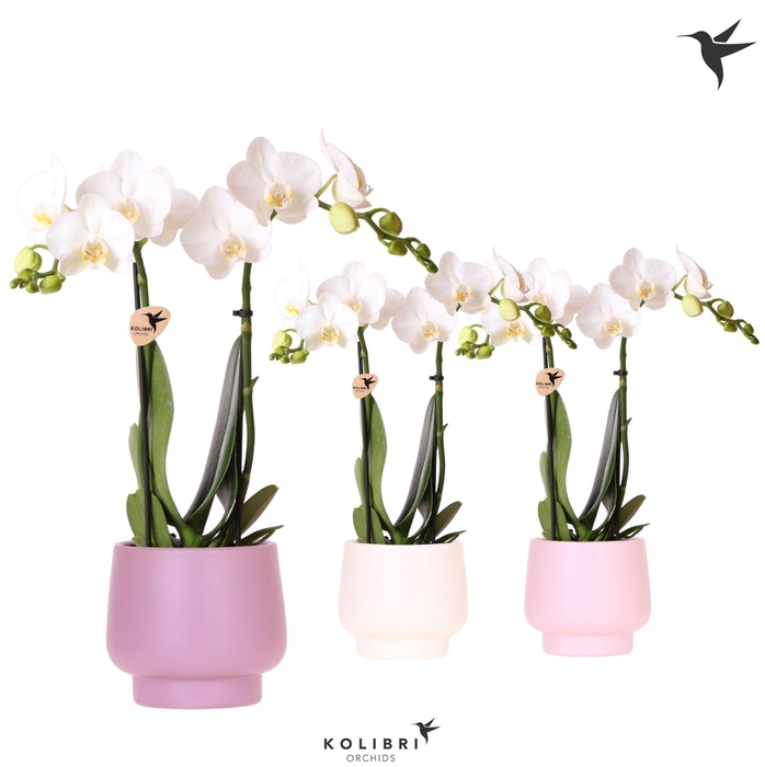 <h4>Kolibri Orchids Phalaenopsis white 2 spike in Scandic pot mix</h4>