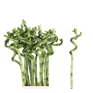 DRAC S BAMBOO SPIRAL 60 CM