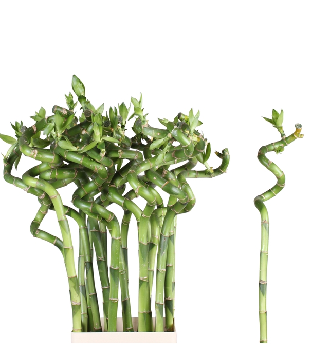 <h4>DRAC S BAMBOO SPIRAL 60 CM</h4>