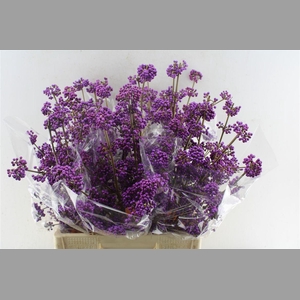Callicarpa Bod Profu