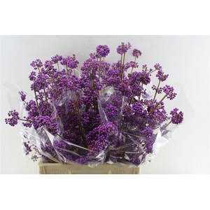 Callicarpa Bod Profu