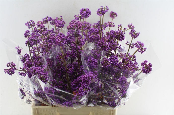 <h4>Callicarpa Bod Profu</h4>