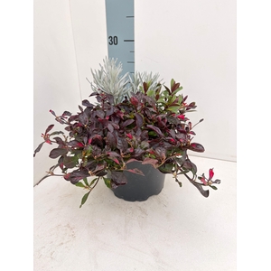 VASTE PL GEM IN POT