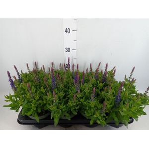 Salvia nemorosa 'Sensation Blue Dp'