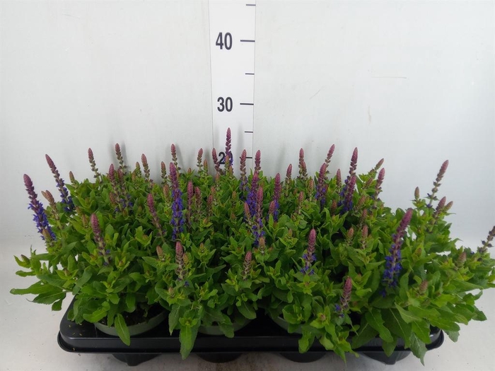 <h4>Salvia nemorosa 'Sensation Blue Dp'</h4>