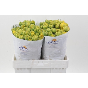 Tu Du Yellow Pompene