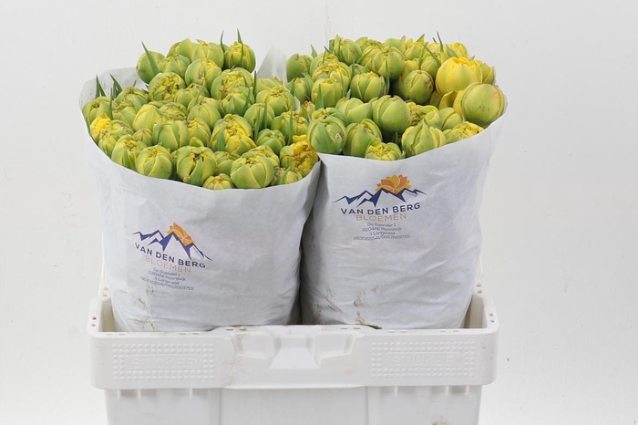 <h4>Tu Du Yellow Pompene</h4>