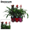 Guzmania Bolmix Exclusive Luxe Keramiek (Decorum)