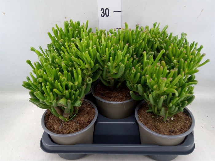 <h4>Crassula ovata 'Hobbit'</h4>