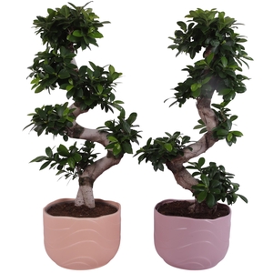 Ficus m. Ginseng S-Shape Ø24cm in Ø26cm Ceramic SE660