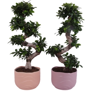 Ficus m. Ginseng S-Shape Ø24cm in Ø26cm Ceramic SE660
