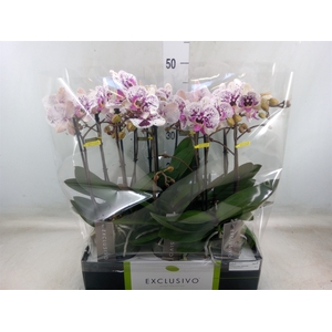 Phalaenopsis multi.   ...