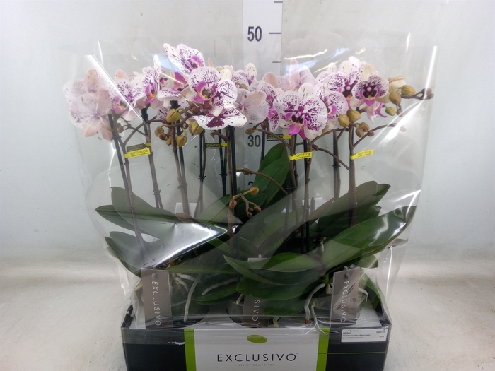 <h4>Phalaenopsis multi.   ...</h4>