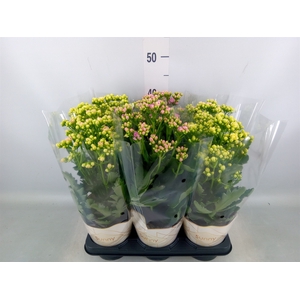 Kalanchoe   ...