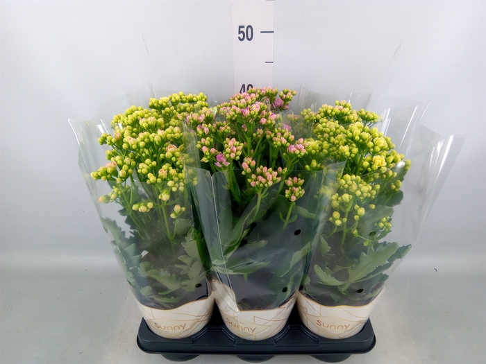 <h4>Kalanchoe   ...</h4>