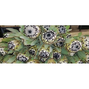 Protea barbigera Snow Leopard