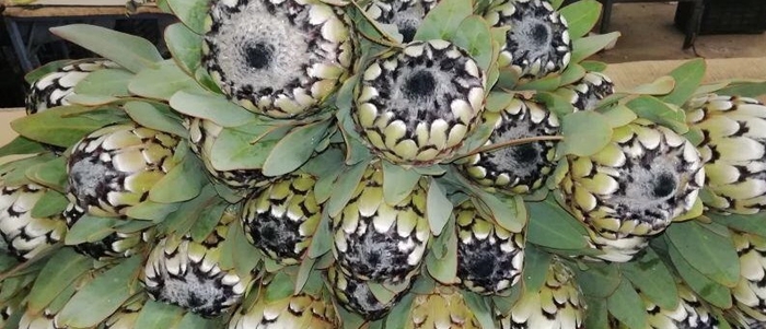 Protea barbigera Snow Leopard