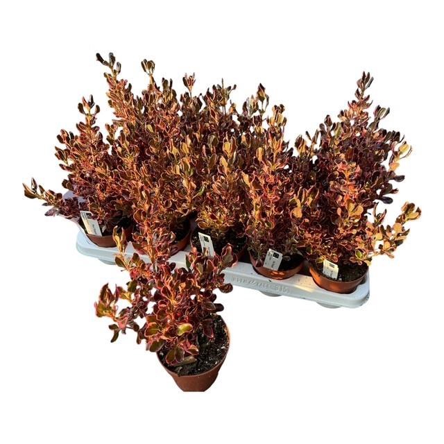 <h4>COPROSMA REPENS</h4>