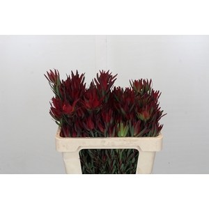 Leucadendron Blush Spray