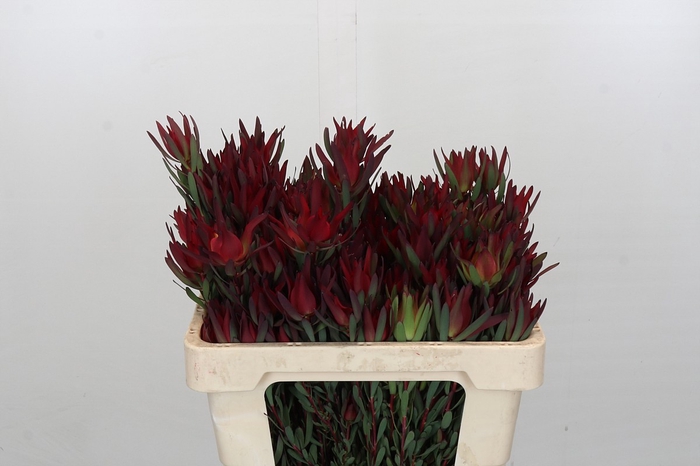 Leucadendron Blush Spray