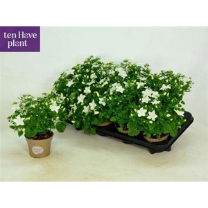 Camp Is Atlant White