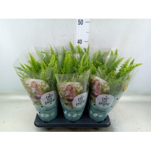 Nephrolepis exal. 'Green Lady'