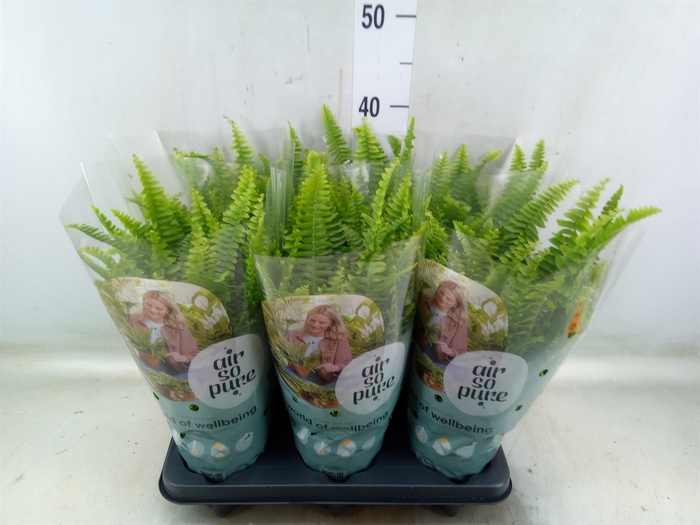 <h4>Nephrolepis exal. 'Green Lady'</h4>