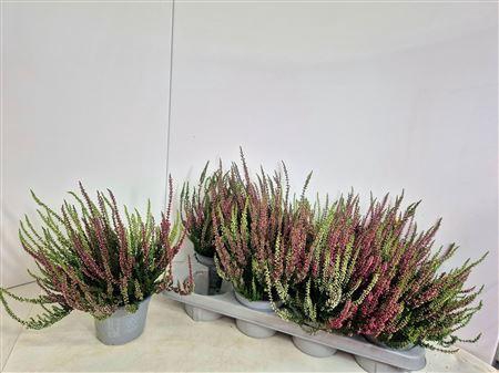 <h4>Callu Nova Gem 2 Kl</h4>