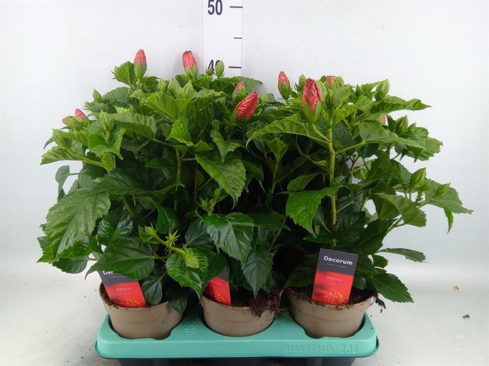 <h4>Hibiscus rosa-sin. 'Sunny Bordeaux'</h4>
