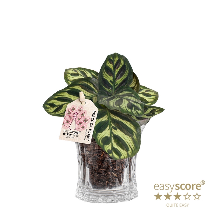 <h4>CALATHEA MAKOYANA P7 CHRYSTAL</h4>