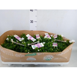 Campanula porten. 'Ambella White'