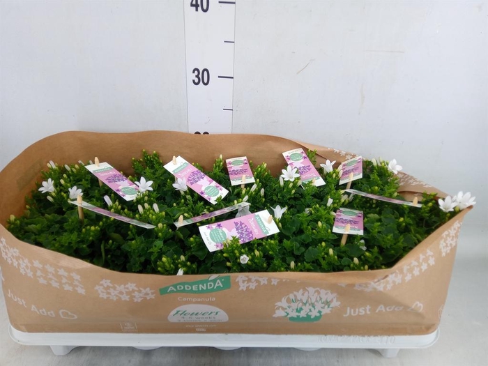 <h4>Campanula porten. 'Ambella White'</h4>