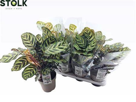 <h4>Calat Makoyana</h4>