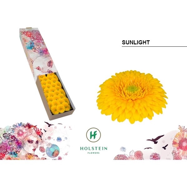 <h4>Ge Mi Pomponi Sunlight Box</h4>